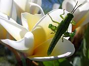 Edan Chapman - Clinging Grasshopper