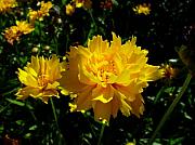 Edan Chapman - Yellow Symphony